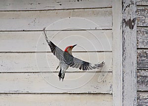 Red Bellied Woodpecker near a barn