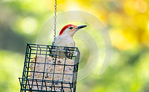 Red bellied woodpecker ona suet feeder