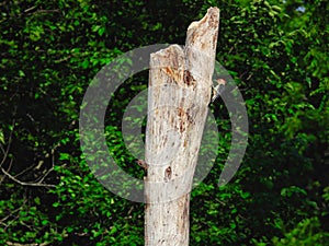 A Red-Bellied Woodpecker on one side of a Dead Tree while Baby Northern Flicker Woodpecker Bird Pokes Its Head of the Nest