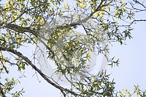 Red-Bellied Woodpecker Partially Hidden