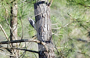 Red-bellied Woodpecker pecking pine tree, Georgia, USA