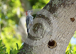 Red-bellied woodpecker perched in an oak tree by its nest hole