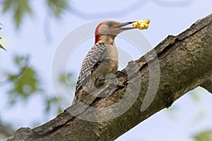 Red Bellied Woodpecker with Popcorn