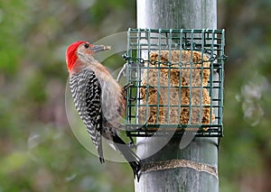 Red Bellied Woodpecker with red belly feathers puffed out