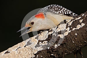 Red-bellied Woodpecker Showing Anger at a Nearby Mourning Dove