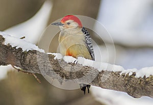A Red-bellied woodpecker on a snow-covered branch.