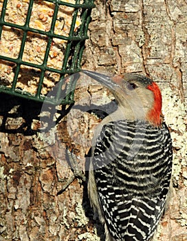 Red-bellied Woodpecker at Suet Feeder