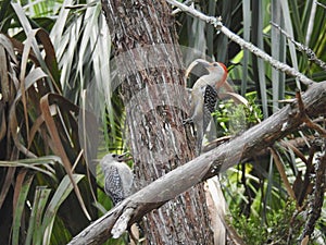 Red-bellied Woodpeckers