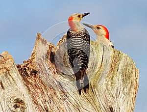Red-bellied woodpeckers photo