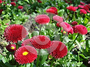 Red bellis perennis flowers