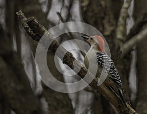Red Belly Woodpecker Perched On A Branch