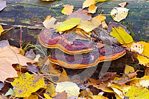 Red belt conk or Fomitopsis pinicola in forest photo