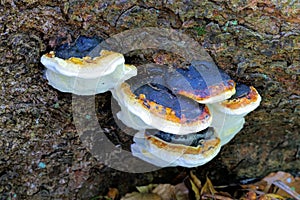 Red belt conk or Fomitopsis pinicola in forest photo