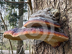 The red belt conk Fomitopsis pinicola, Rotrandiger Baumschwamm oder Rotrandiger Schichtporling, Crvenoruba guba ili Obrubljena