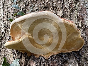The red belt conk Fomitopsis pinicola, Rotrandiger Baumschwamm oder Rotrandiger Schichtporling, Crvenoruba guba ili Obrubljena