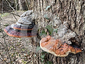 The red belt conk Fomitopsis pinicola, Rotrandiger Baumschwamm oder Rotrandiger Schichtporling, Crvenoruba guba ili Obrubljena