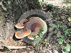 Red Belt Conk Fungus, Fomitopsis pinicola photo