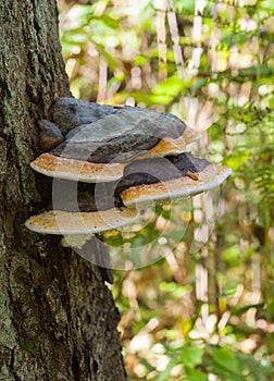 Red belt conk fungus growing on log photo