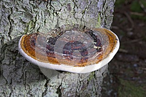 Red belt conk or red belted bracket fungus growing on a dead tree, Fomitopsis pinicola