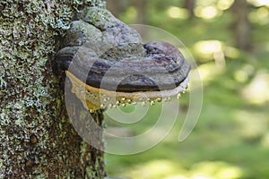 Red belt conk with water drops growing on a tree trunk photo