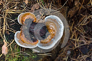 Red-belted bracket fungi Fomitopsis pinicola in the forest, lichen mushroom, top view, nature background