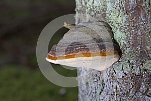 Red-belted bracket fungi Fomitopsis pinicola in the forest nature background