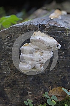 Red-belted bracket fungi Fomitopsis pinicola in the forest nature background