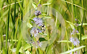 A Red-belted Bumbe Bee Bombus rufocinctus Gathering Pollen on Beautiful White Flowers in the Mountains of Colorado