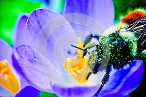 Red Belted Bumblebee in Crocus
