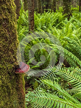 Red-belted Conk and Green Ferns photo