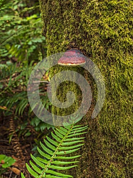 Red -belted Conk on a Tree Trunk photo