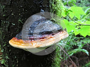 Red-belted Conk - Fomitopsis pini-canadensis photo