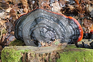 Red-belted conk Fomitopsis pinicola fungus in spring forest photo