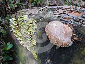 Red belted conk fungus photo