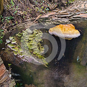Red-belted conk on log photo