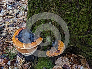 Red Belted Conks growing on a tree