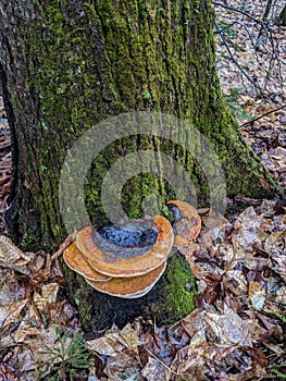 Red Belted Conks growing on a tree