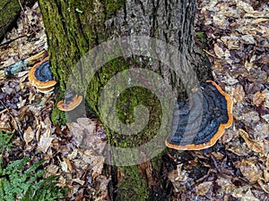 Red Belted Conks growing on a tree