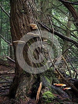 Red-Belted Polypore Fungus in Forest