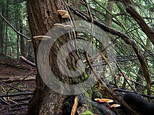 Red-Belted Polypore Fungus in Forest