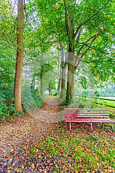 Red bench next to a dirt road between trees in the countryside