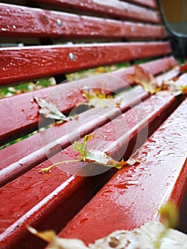 Red bench after rain with yellow autumn leaves