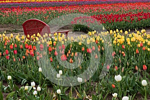 Red Bench in Tulips