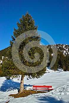 Red bench under fir tree in snowy landscape at sunny day