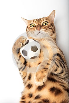 Red Bengal cat holding a soccer ball in its paws