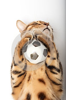 Red Bengal cat holding a soccer ball in its paws