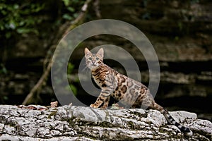 Bengala gatto Aspetto sul natura verde 