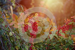 Red Berberis vulgaris berries on branch in autumn garden,