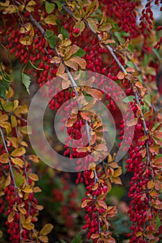 Red Berberis vulgaris berries on branch in autumn garden,