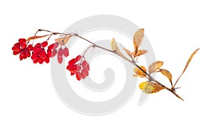 Red berberries branch isolated on white